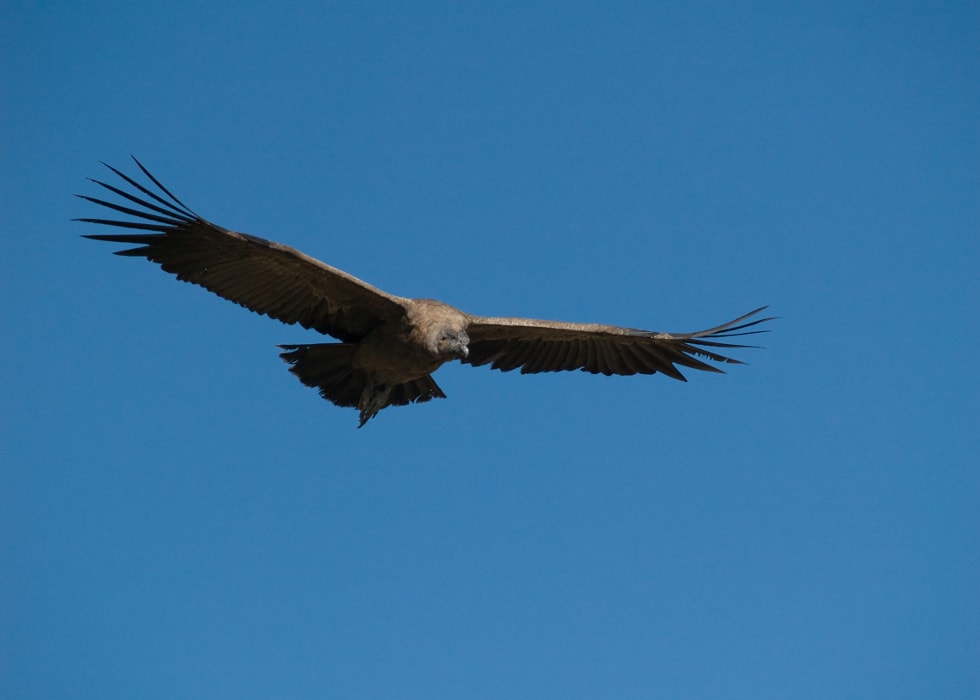 The Flight of the Colca Canyon Condors