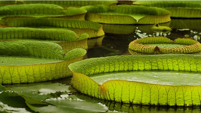 Giant Water Lilies