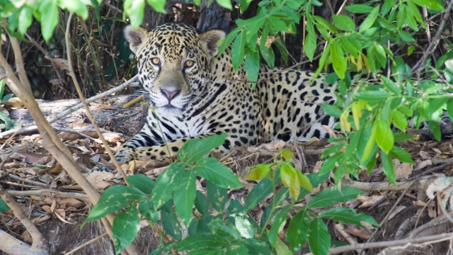 Jaguar in the Amazon in Peru
