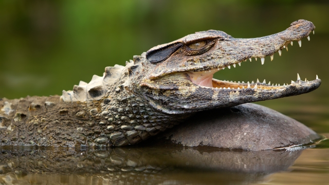 Caiman in the Peruvian Amazon