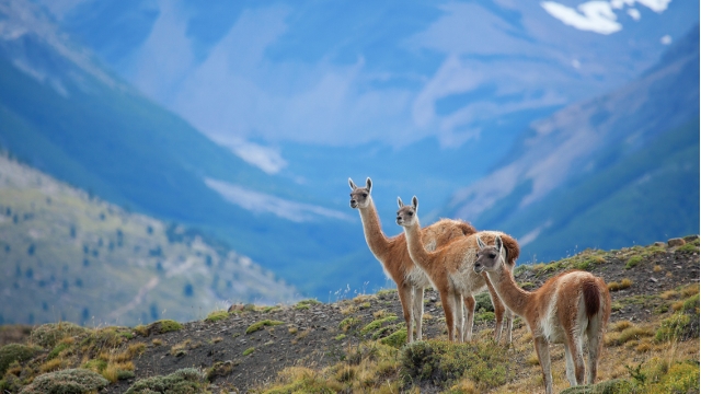 Torres del Paine Wildlife