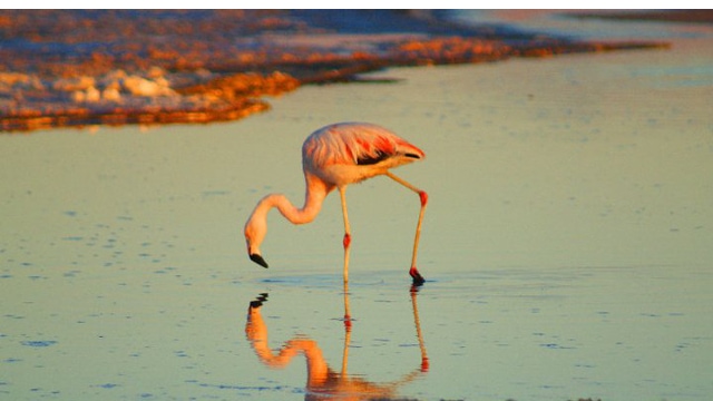 Flamingo in the Atacama Desert