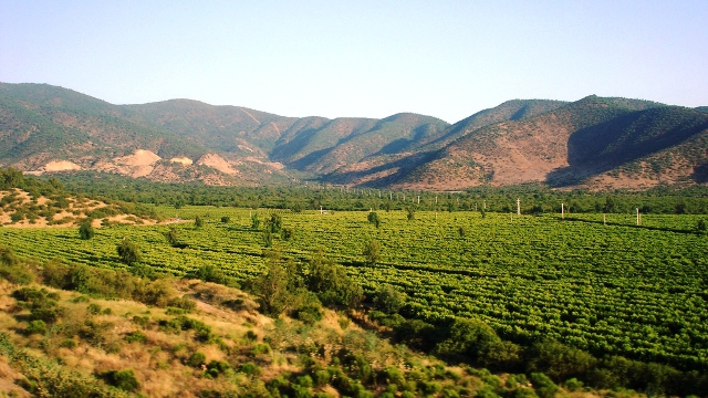 Chile's young winemaking region of Casablanca Valley