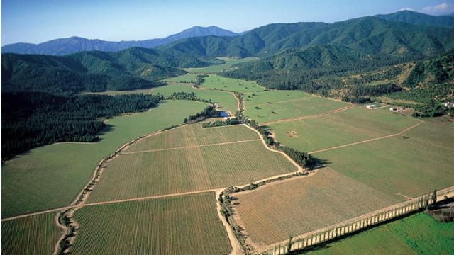 Concha y Toro Vines in the Alto Maipo Valley, Chile