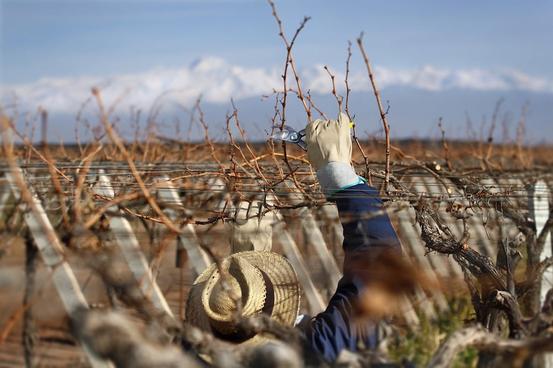 Pruning & caring for the Zuccardi vines, Mendoza
