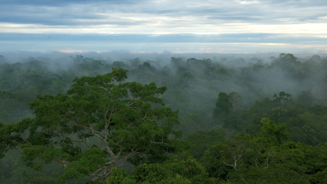 Steamy climate of Peru's Amazon Rainforest