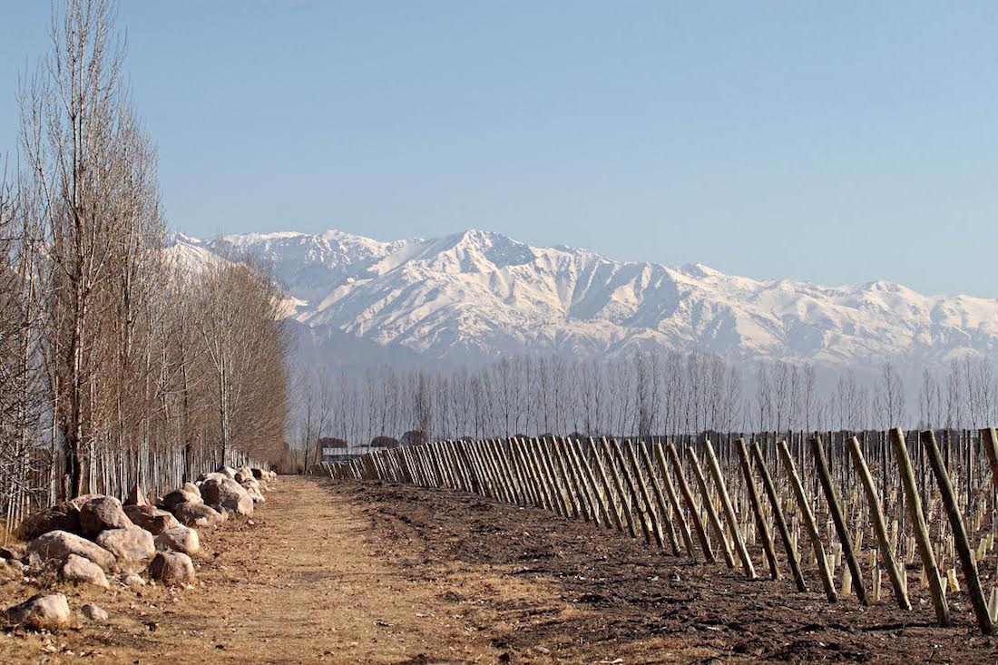 Zuccardi Piedra Infinita vineyard, Mendoza