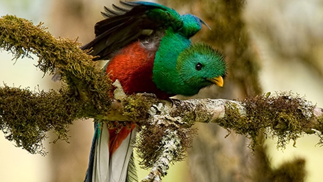 Quetzal, Caño Negro Costa Rica
