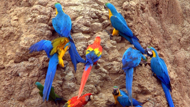 Macaw clay lick, Peruvian Amazon