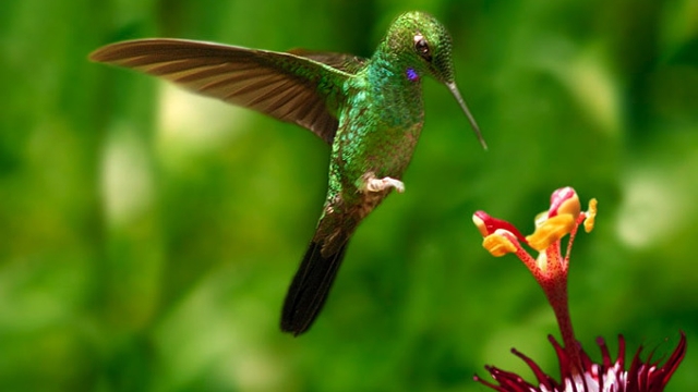 Monteverde , Costa Rica