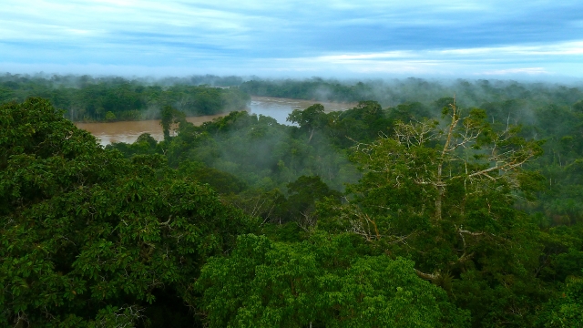 The verdant Amazon in Peru