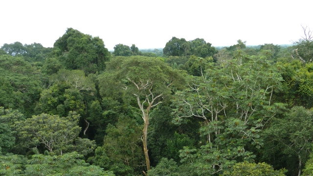 Peruvian Amazon Canopy