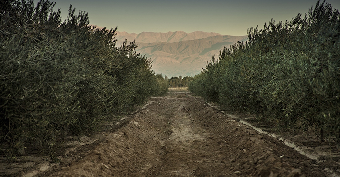 Familia Zuccardi olive groves, Mendoza