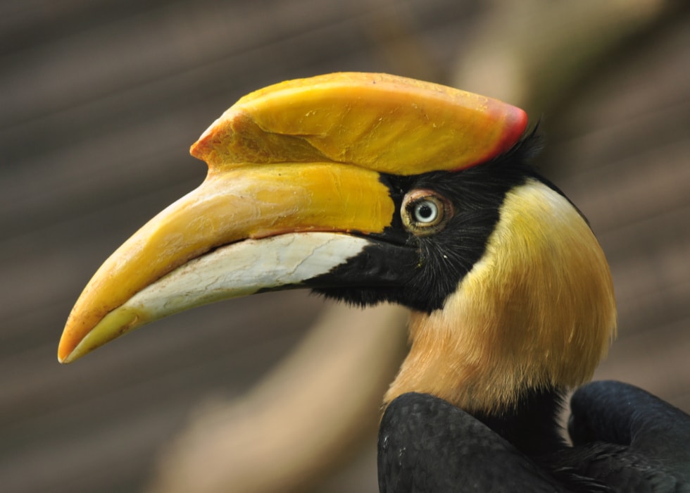 Best Peru & Costa Rica Bird Watching Sites
