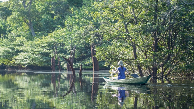 The flooded forests near Anavilhanas Lodge