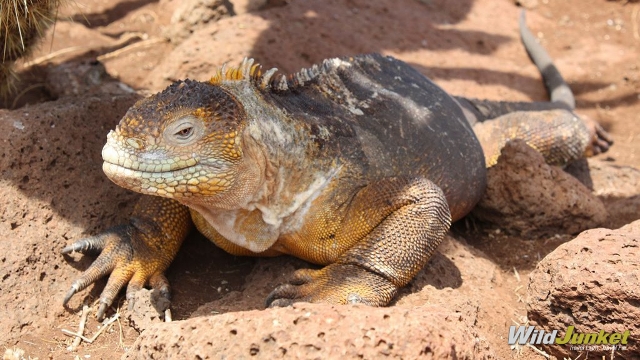 Galapagos Islands wildlife