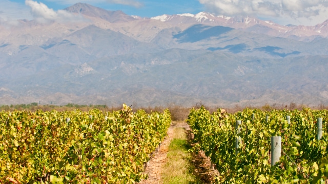Wines of Mendoza