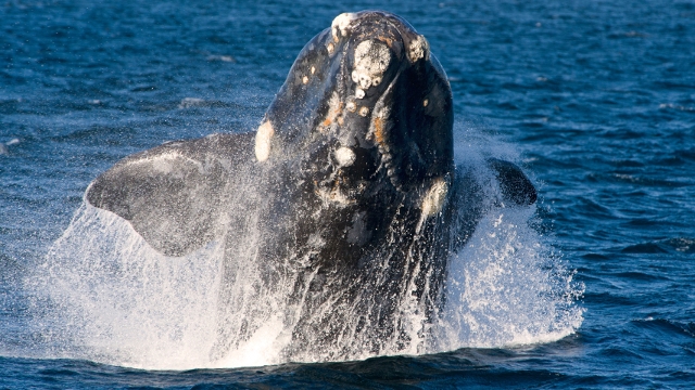 Southern Right Whale in Puerto Madryn, Patagonia