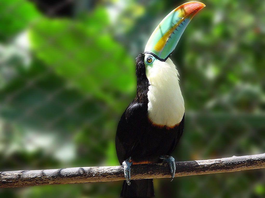 Keel-billed Toucan 