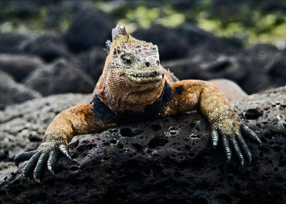 Your Galapagos Island Guide: Isabela Island