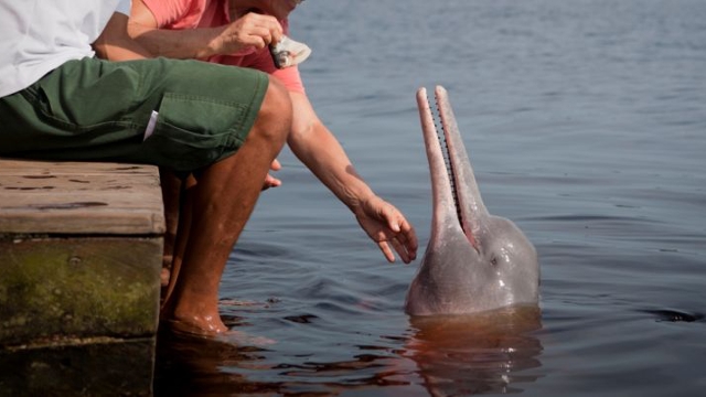 Brazilian Amazon wildlife