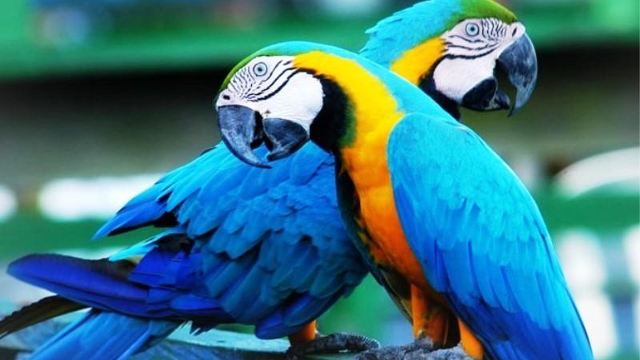 Macaws