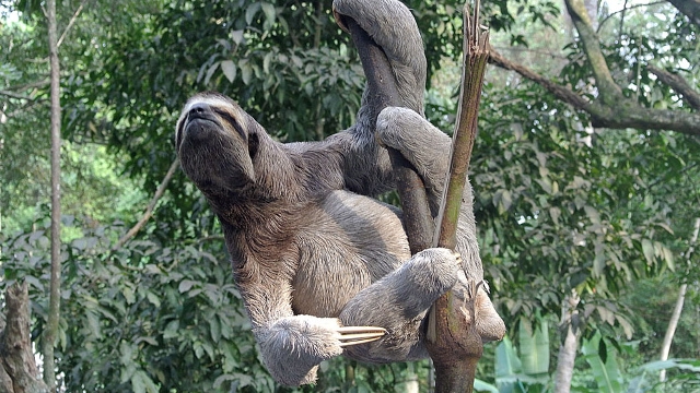 Brown-Throated Sloth