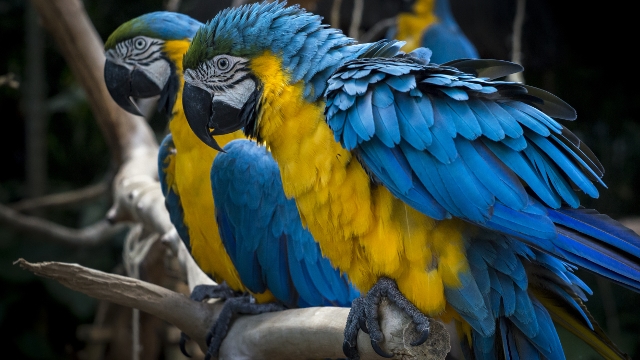 Iguazu Bird Park