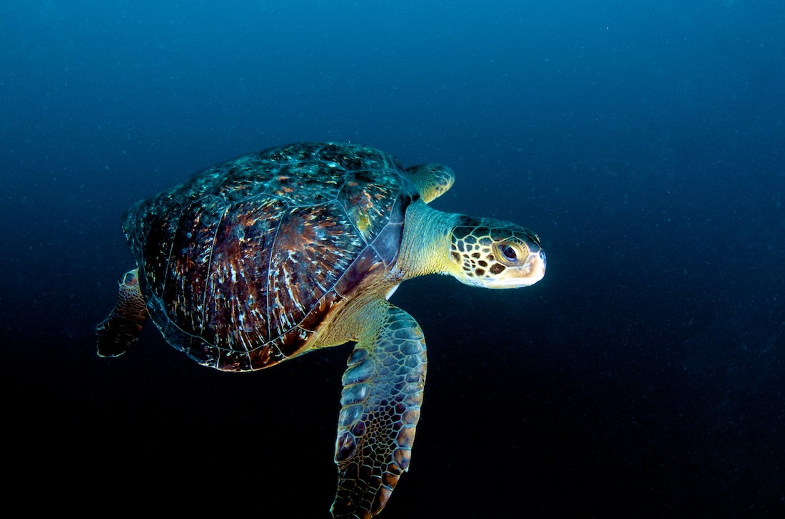 Galapagos Islands