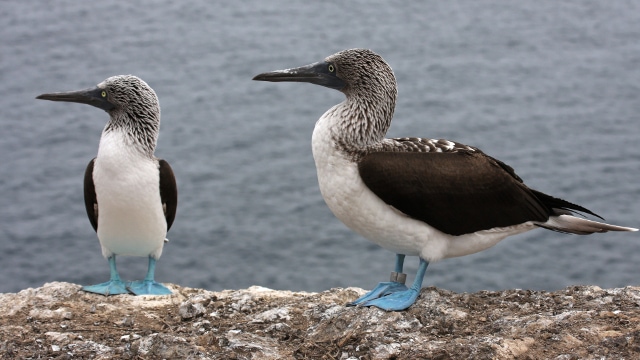 Blue-Footed Boobies, Galapagos