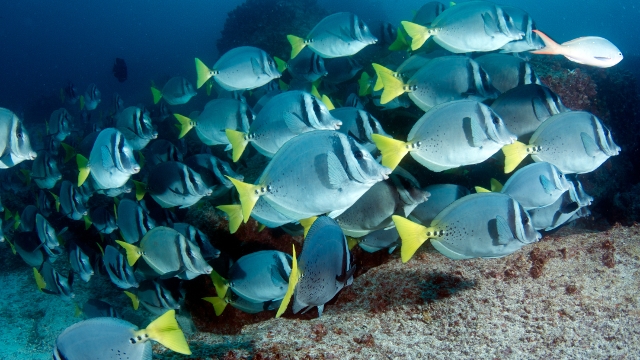 Diving Galapagos