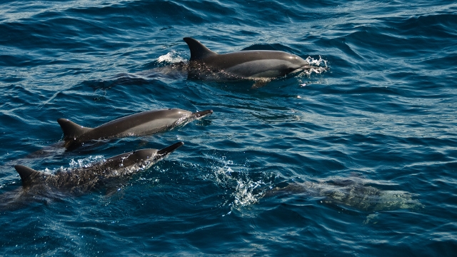 Dolphins, Fernando de Noronha