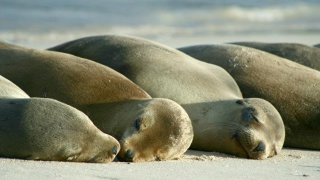 Wildlife of the Galapagos