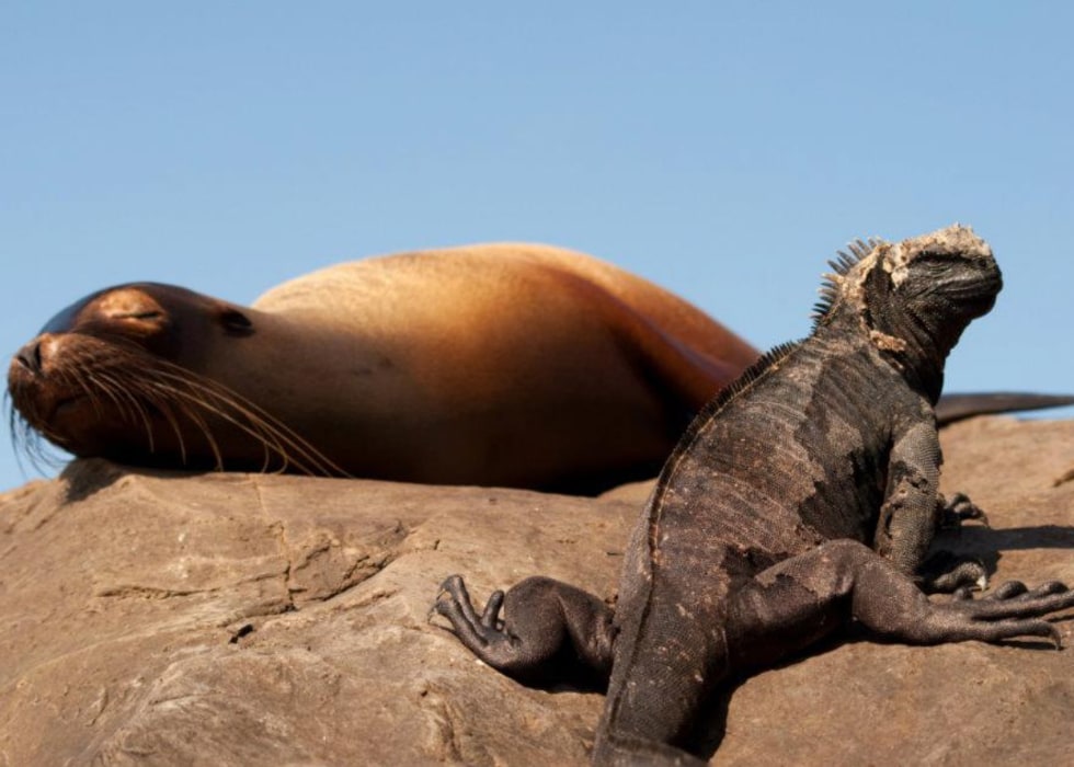 Top 5 Unique Wildlife of the Galapagos Islands