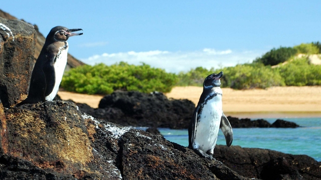 Galapagos Penguin