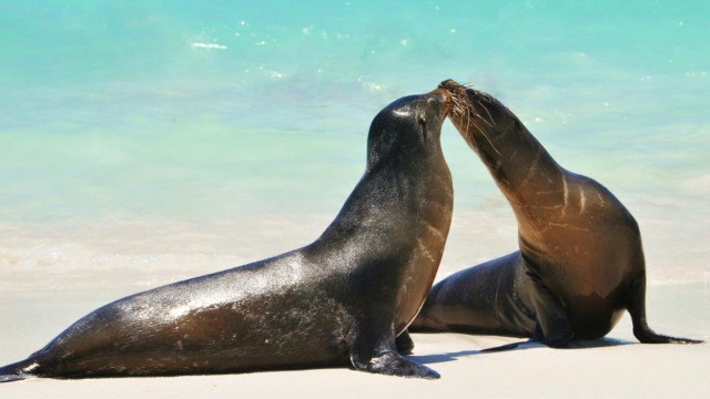 Galapagos Fur Seal