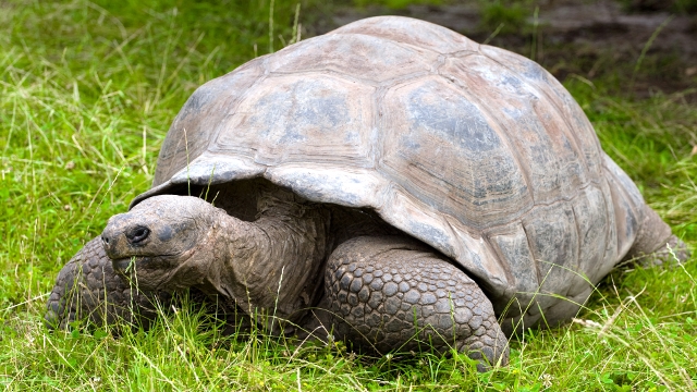 Galapagos Giant Tortoise