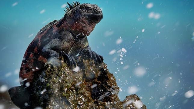 Galapagos Marine Iguana