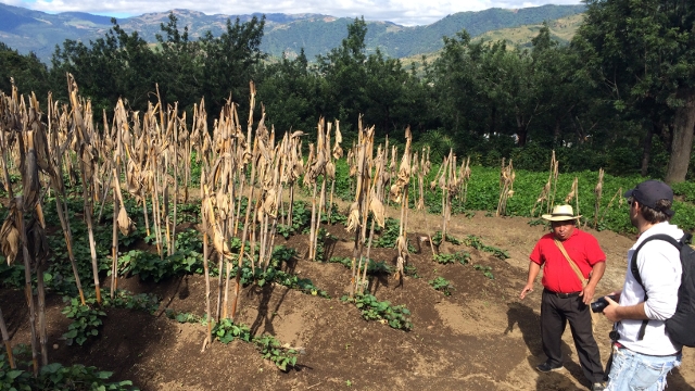 Guatemalan coffee, Antigua