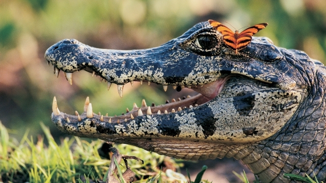 Esteros del Ibera, Argentina