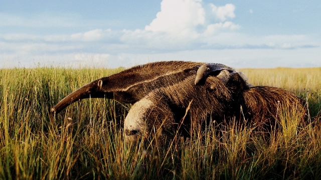 Esteros del Ibera, Argentina