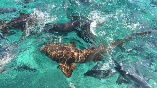 Hol Chan Marine Reserve, Ambergris Caye, Belize