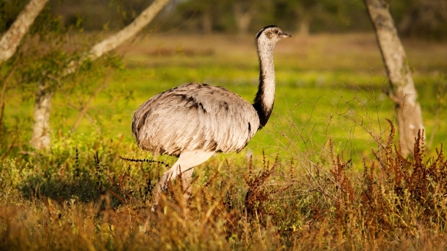 Wildlife spotting in Esteros del Ibera