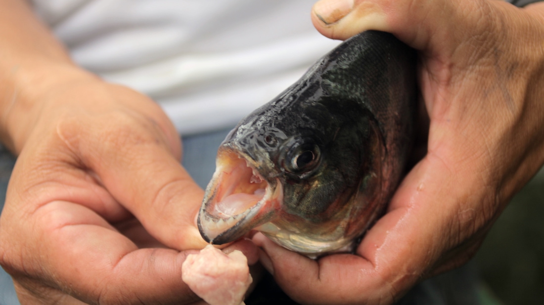 Piranha fishing in the Brazilian Amazon