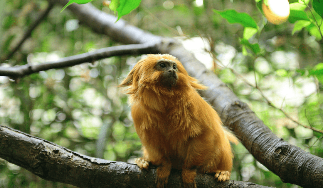 Monkey Forest, Amazon