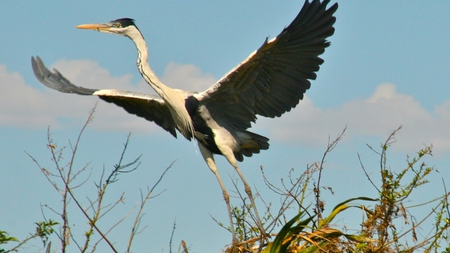 Bird watching in Esteros del Ibera