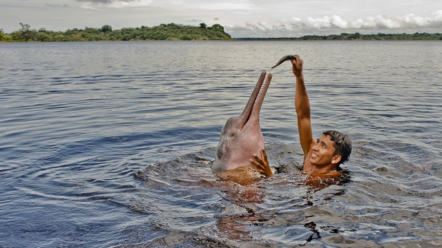 Amazon wildlife