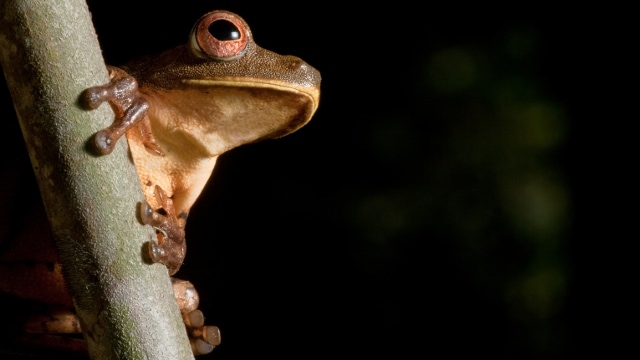 Peruvian & Brazilian Amazon twilight walk