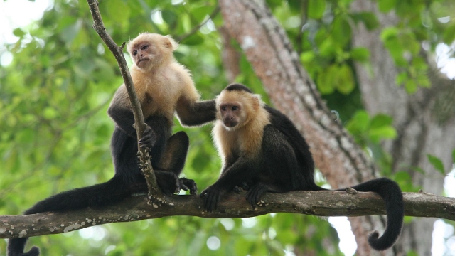 Costa Rica wildlife