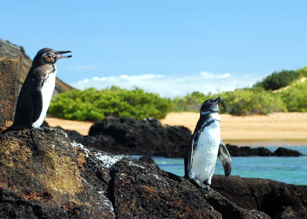 The Best of Latin America Wildlife